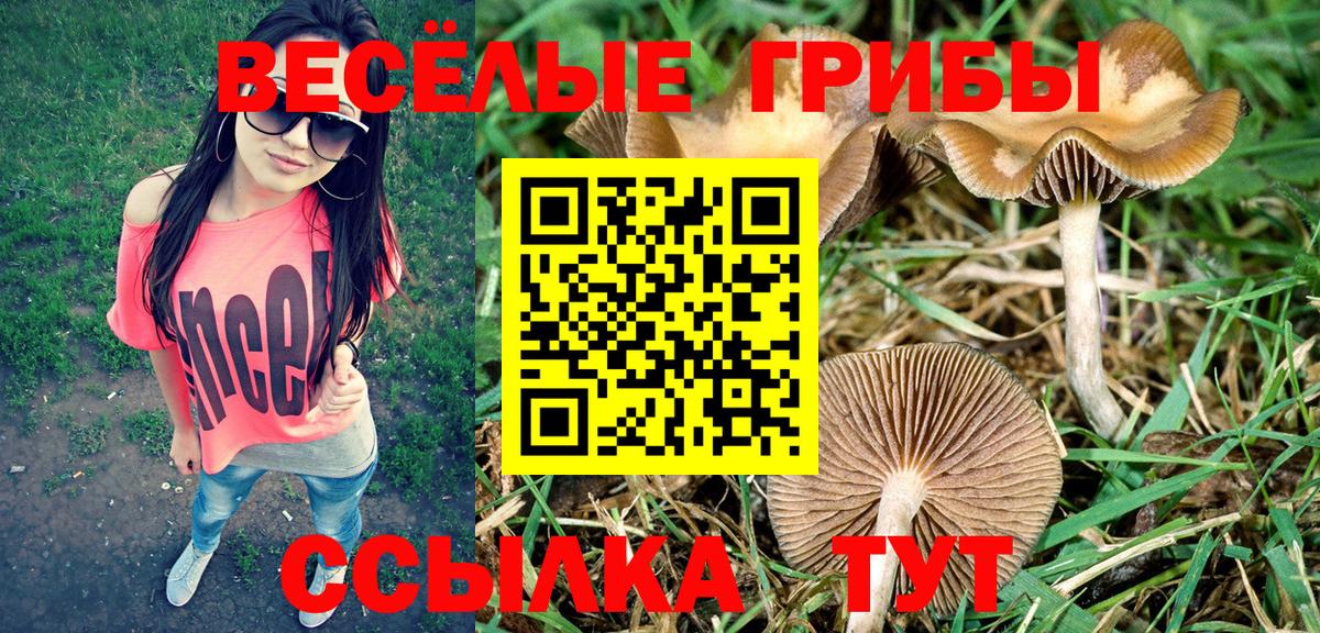 Торжок  Псилоцибиновые грибы Cubensis  Вход с VPN 